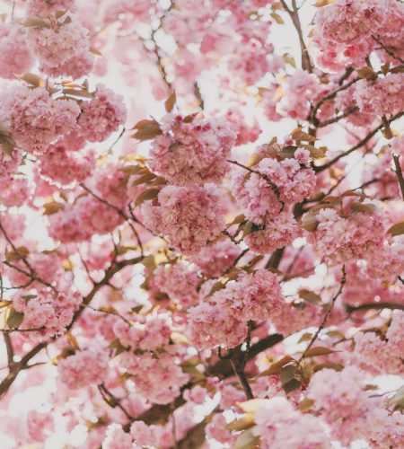 sakura-blossom-cherry-tree-pink-flowers-branches